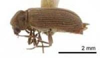 Borer Zap Services Pest Control Borer Zap Services Pest Control