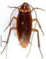 Cockroaches Zap Services Pest Control Cockroaches Zap Services Pest Control