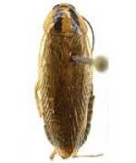 Cockroaches Zap Services Pest Control Cockroaches Zap Services Pest Control