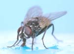 house fly flies Zap Services Pest Control house fly flies Zap Services Pest Control