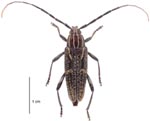 long horn borer Zap Services Pest Control long horn borer