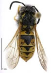wasp Zap pest control services Hutt Wellington wasp Zap pest control services Hutt Wellington