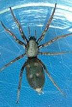 whited tailed spider Zap pest control services Hutt Wellington whited tailed spider Zap pest control services Hutt Wellington